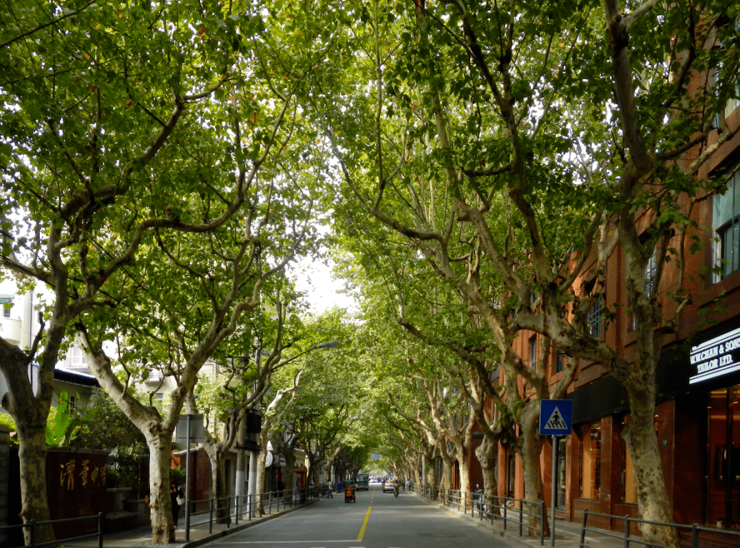 路—双山路)普陀区棠浦路(兰溪路—梅岭北路)杨浦区政修路(国定路