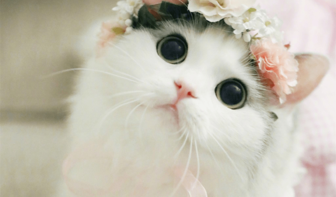 趣味测试丨你是哪种萌?