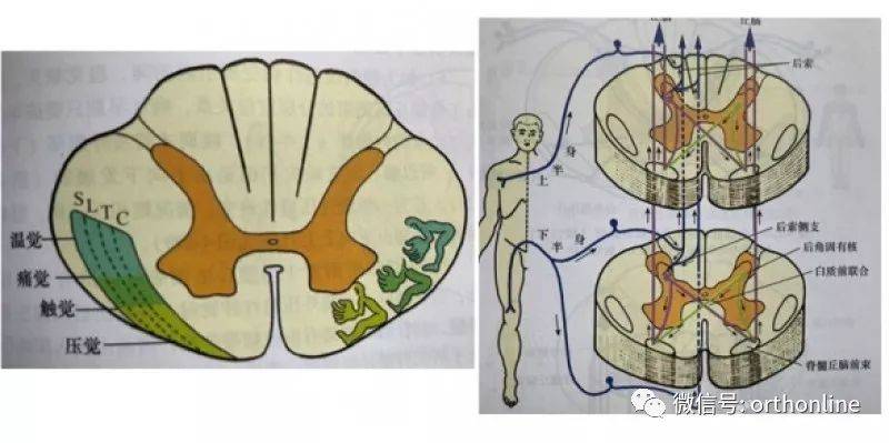 一文讀懂脊髓的解剖和定位診斷