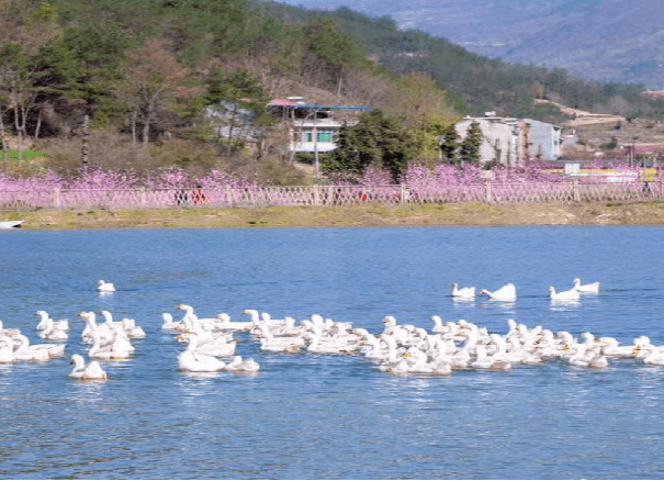 在2020年3月红桃桃花盛开之时,桃花谷突然来了很多赏花游玩的游客,就