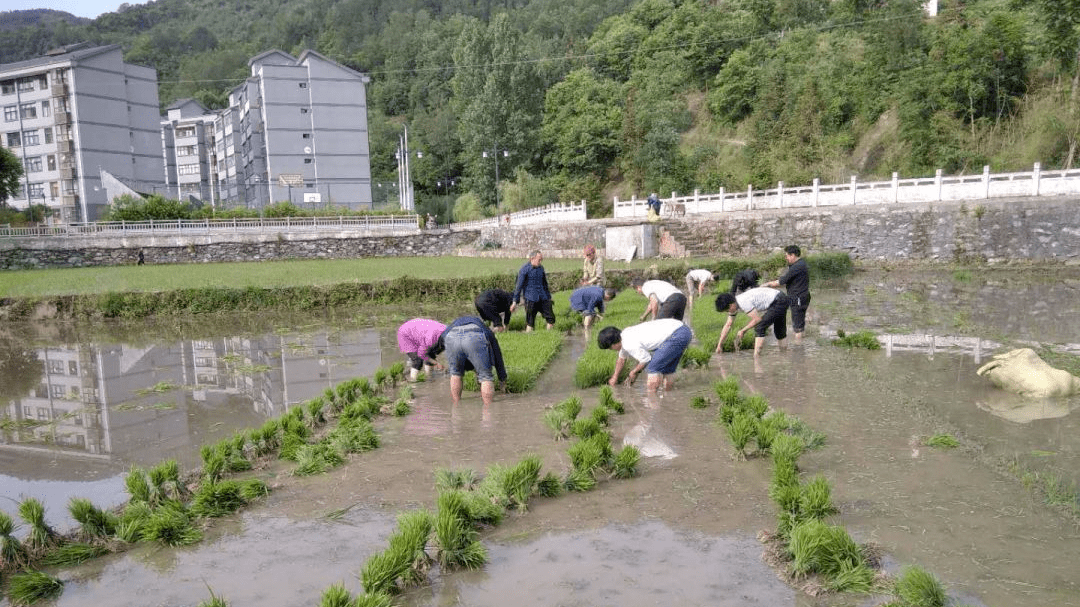 【县域纵横·旬阳】“五大振兴”齐发力 “老家石门”谱新篇——旬阳市石门镇推进乡村振兴工作综述