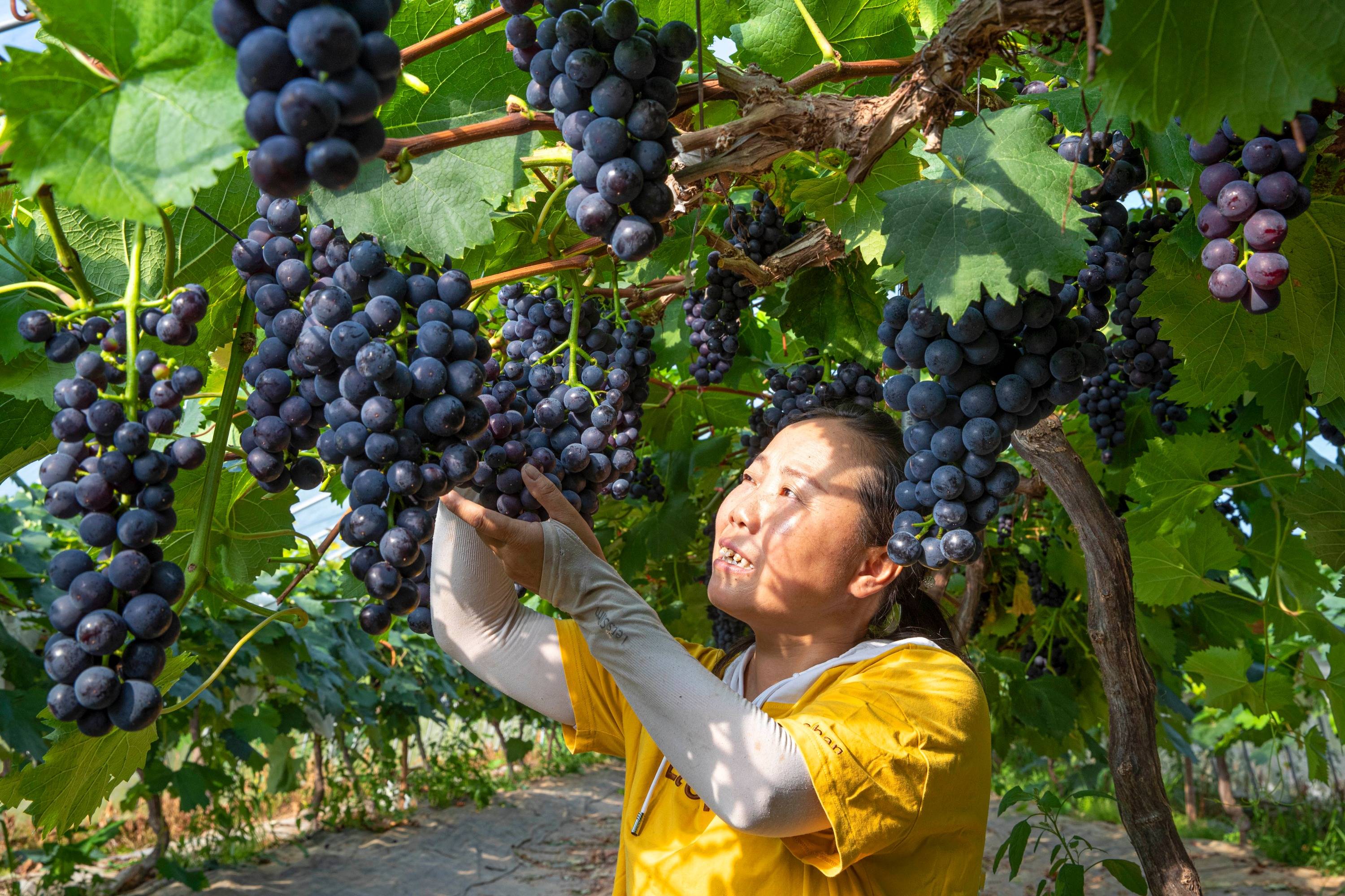 2022年7月15日,贵州省黔西市金碧镇新兰村葡萄园,村民采摘葡萄销售