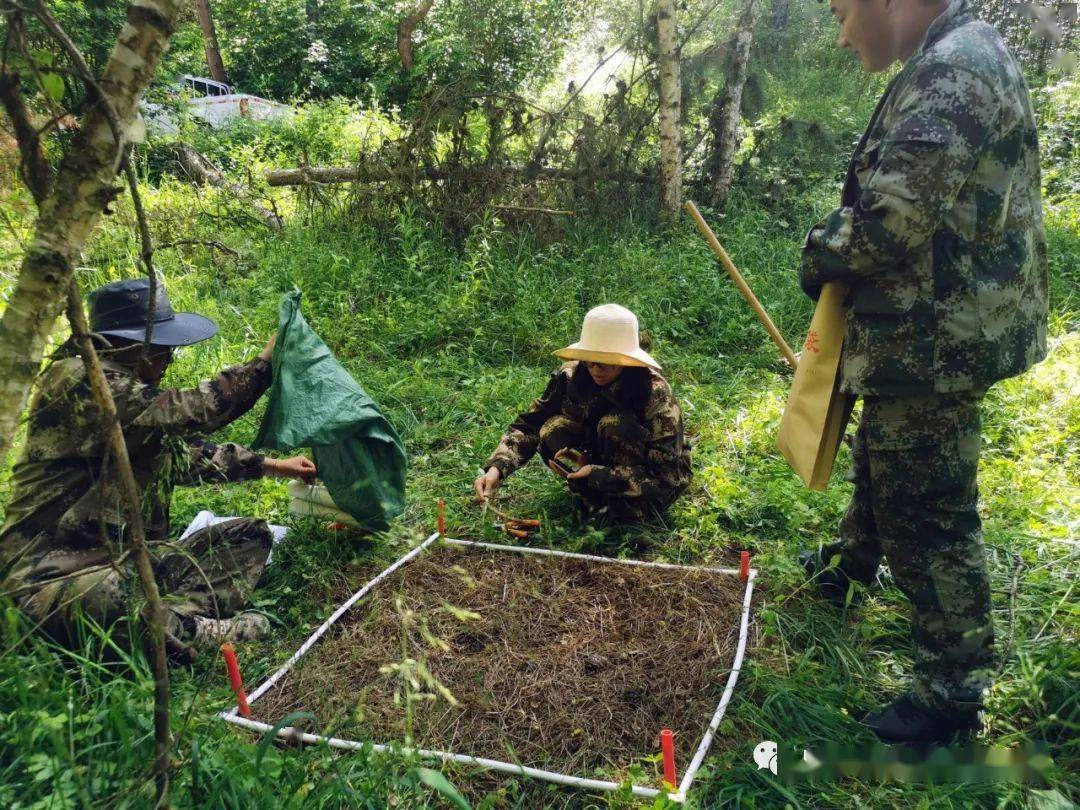 山梅花里的仲夏——六盘山林业局森林碳汇调查纪实_林子_油松_马涛