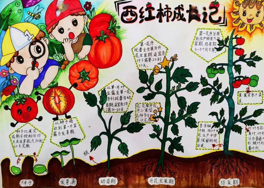 《番茄成长记》作者:东莞市石竹实验学校 卢兰馨 7岁指导教师:黄少仪