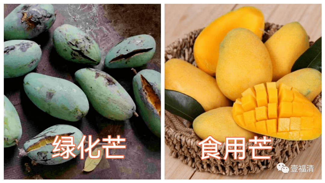 真不能吃!_绿化_芒果_建设