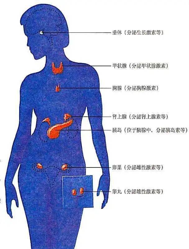 内分泌系统组成示意图图片