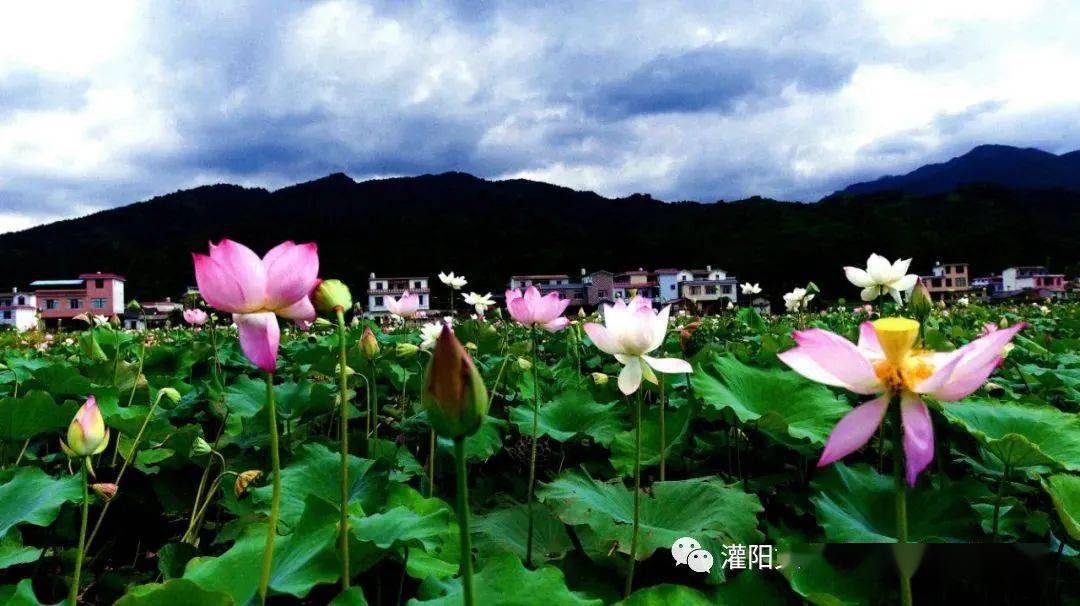观音阁乡_灌阳县_生态