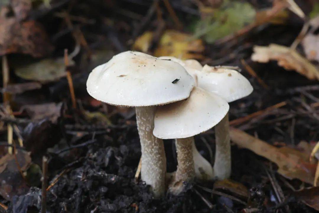 提高自我保护意识,拒绝野生毒蘑菇!_食用_毒素_症状