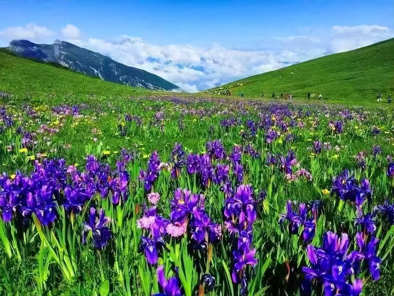 「九顶山」九顶山花海,最美的天国花园_红白镇_阳光_风光