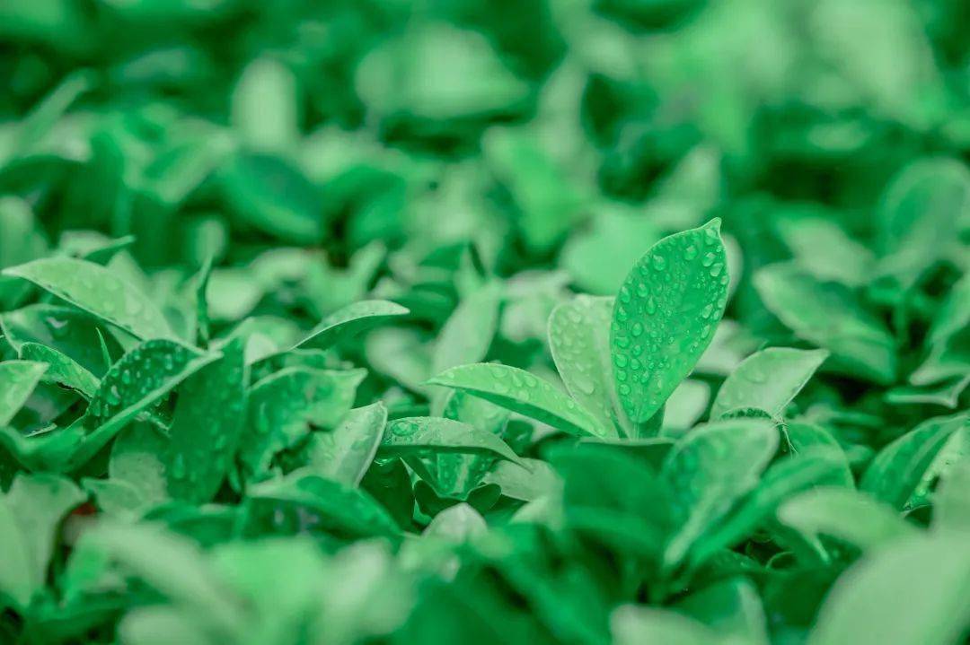 只此青绿,送你一「厦」清凉_厦大_绿意_墨绿色