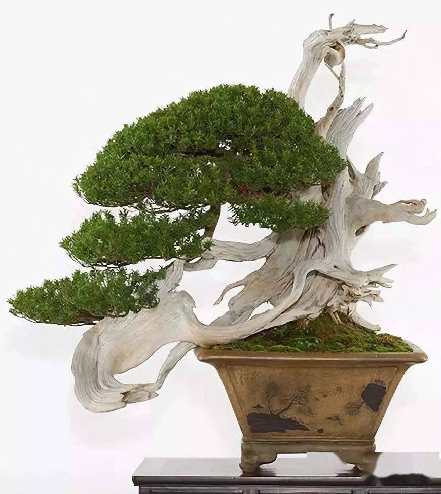 第八届世界盆景大会佳作鉴赏 日本 树干 作品 第八届世界盆景大会佳作鉴赏 日本 树干 作品