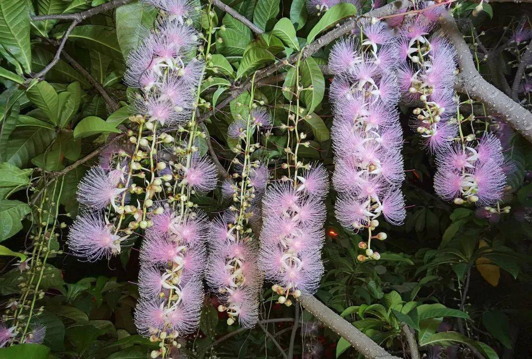 纸质有短柄叶常丛生枝顶或中等大乔木是一种常绿小乔木玉蕊学名