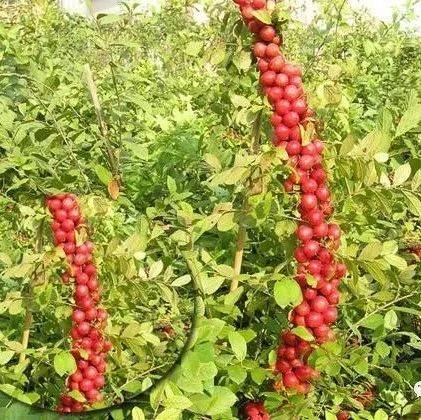 钙果:又名欧李 果实含钙量极高 抗寒耐旱 被称为