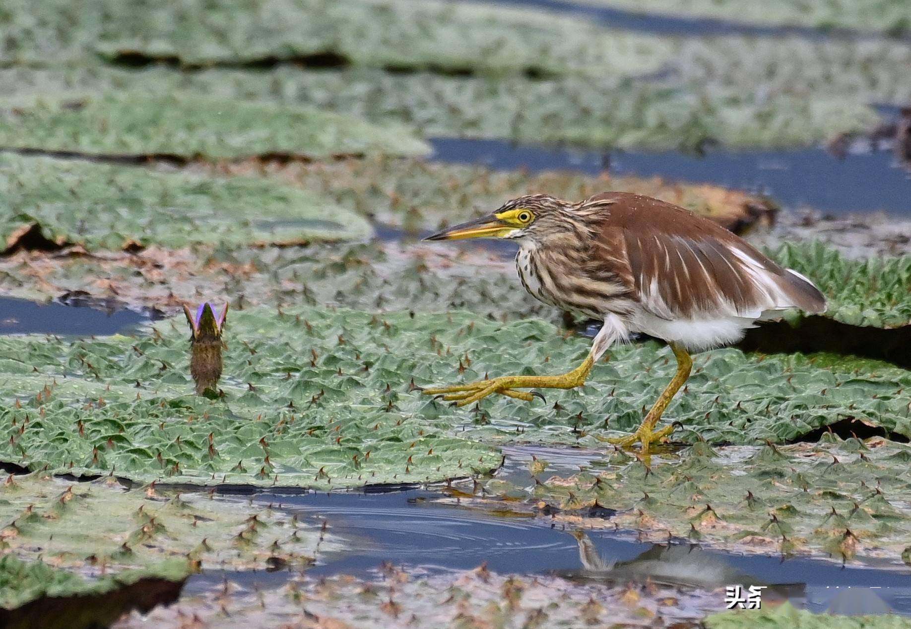 夏日炎炎似火烧,芡实田里风光好_水雉_沙浦镇_池鹭