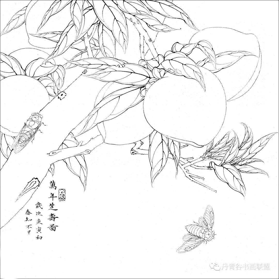工笔画寿桃知了,《万年芝寿图》设色步骤详解