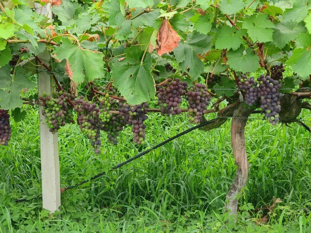 走进位于练塘镇的上海野龙果业有限公司生产基地内,绿油油的葡萄藤蔓