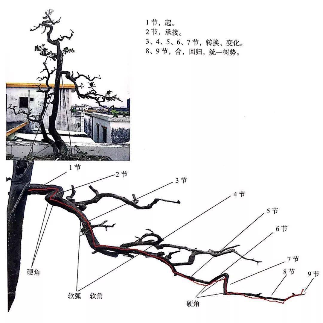 盆景蓄枝方法图解图片