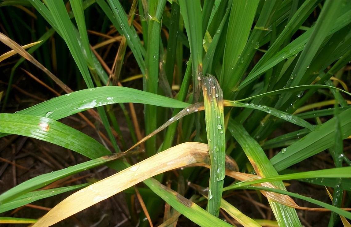 水稻纹枯病症状图片