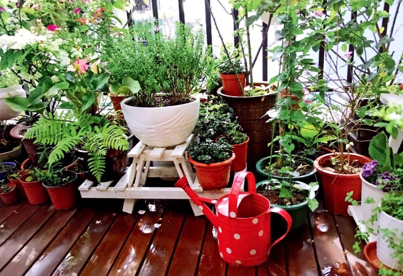 如何从零开始在家中阳台搭建微型花园？ - 知乎