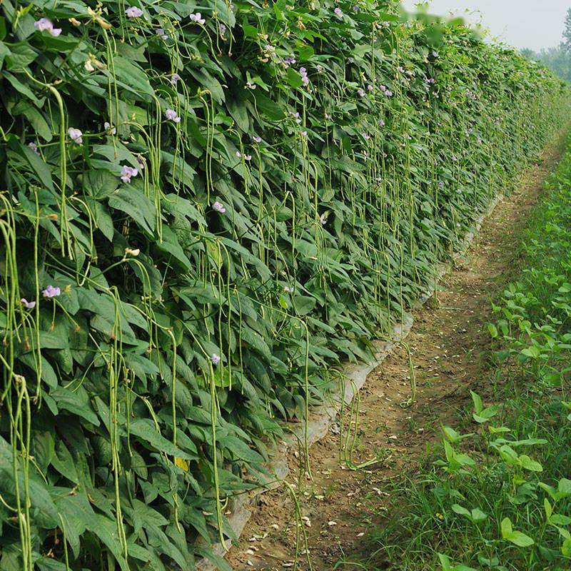 推荐这两款优质豇豆品种_种植户_温度_产量