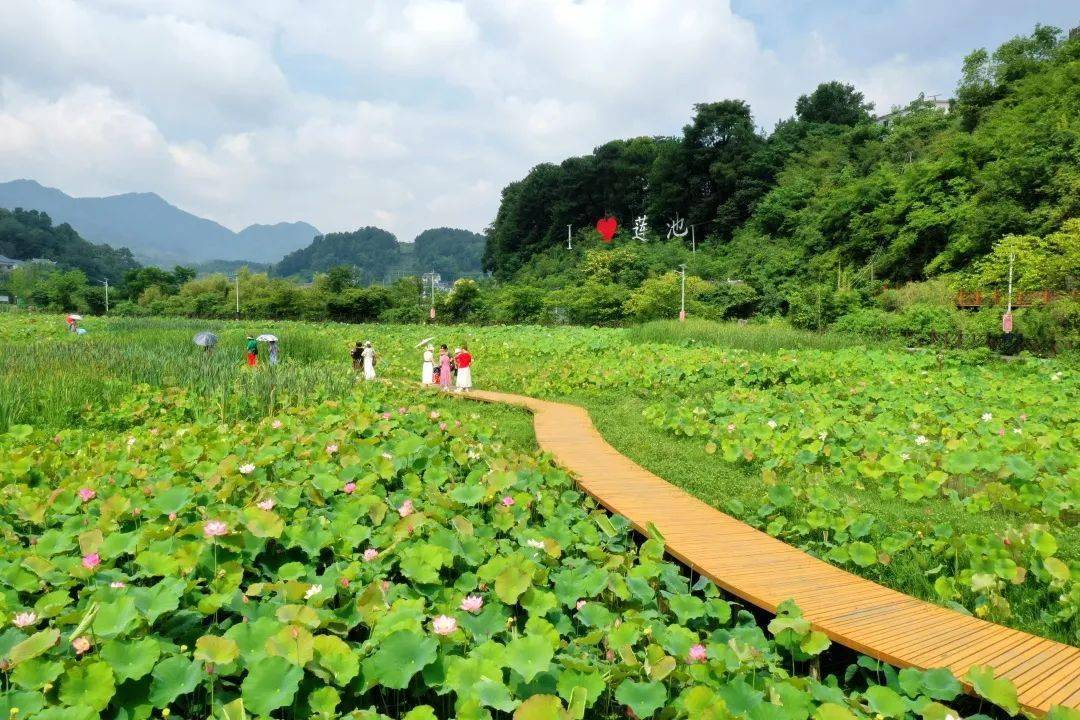 文旅遵义这里的荷花已开