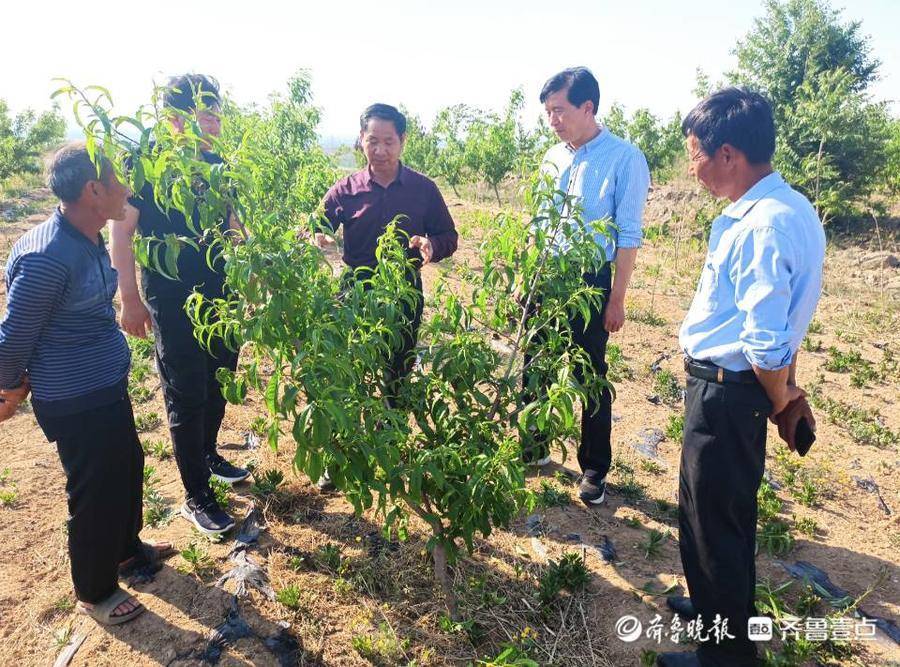莒县峤山镇成立乡村振兴产学研实训基地
