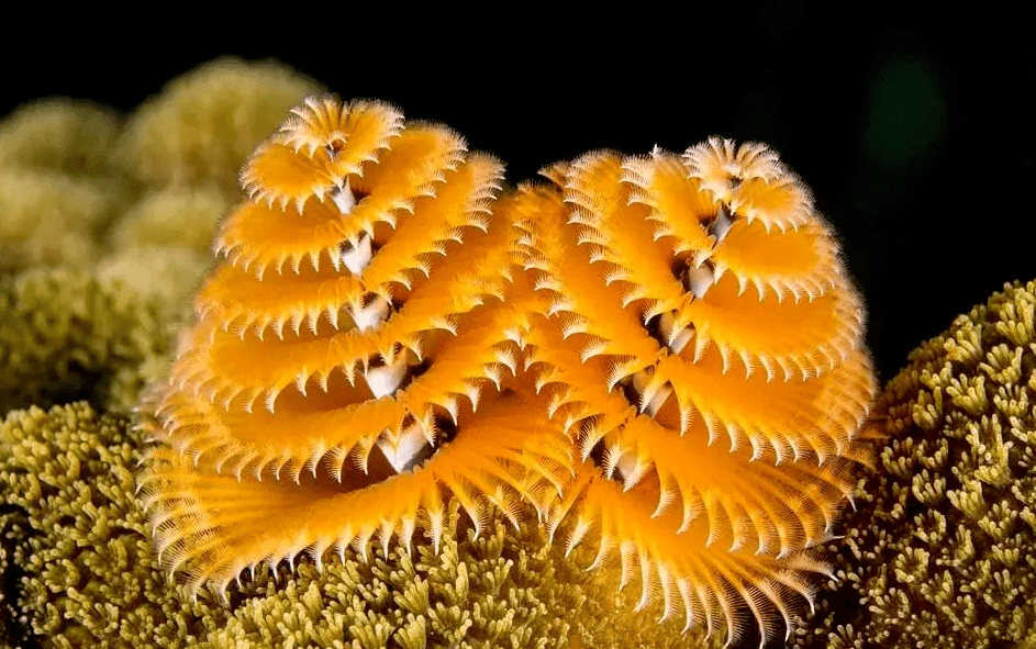 神奇动物在海洋(三十七)圣诞树蠕虫:美艳的"海底圣诞树",性格有点"