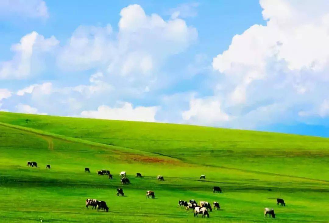 【最佳親子旅遊目的地】呼倫貝爾大草原,中國最美的夏天!