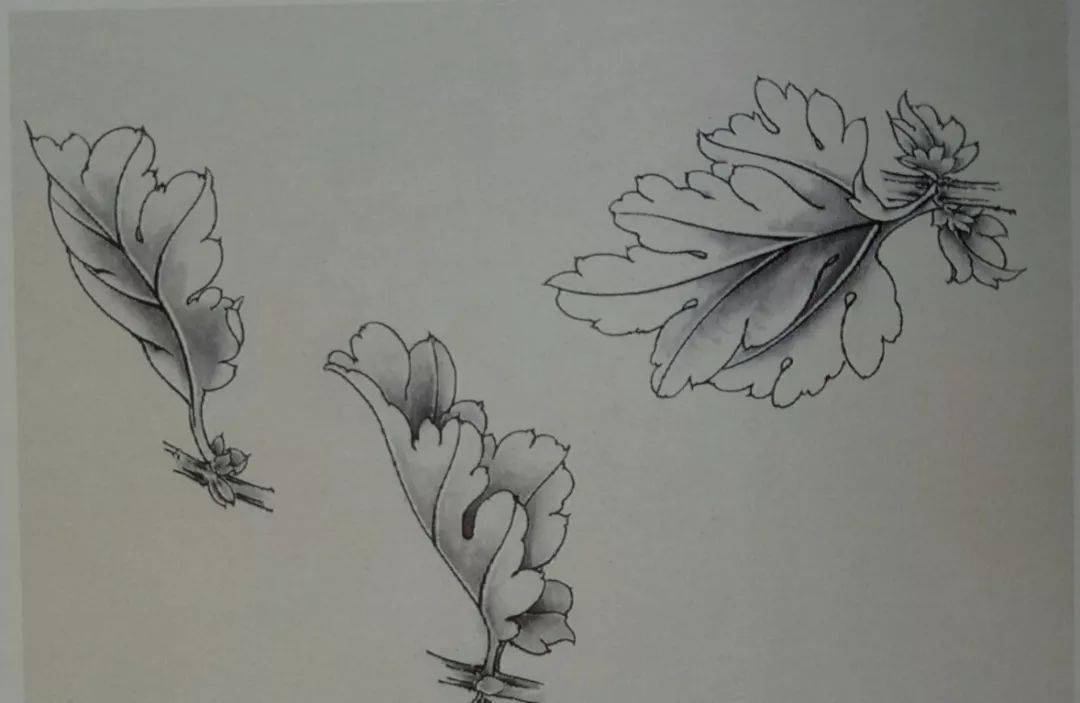 工笔菊花叶子图片