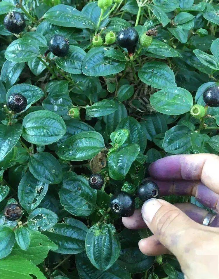 你看,地稔的果子,杨桐的果子都快成熟了,秋天要来了,节气把一年切割成