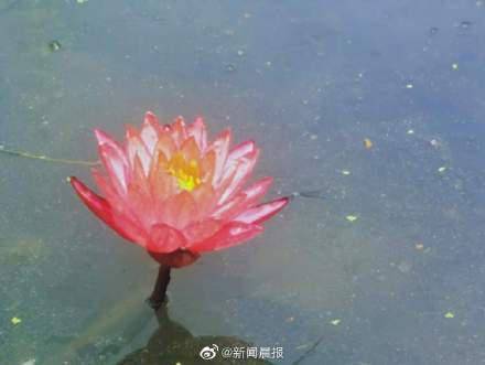 好运莲莲！上海公园里也有双色莲