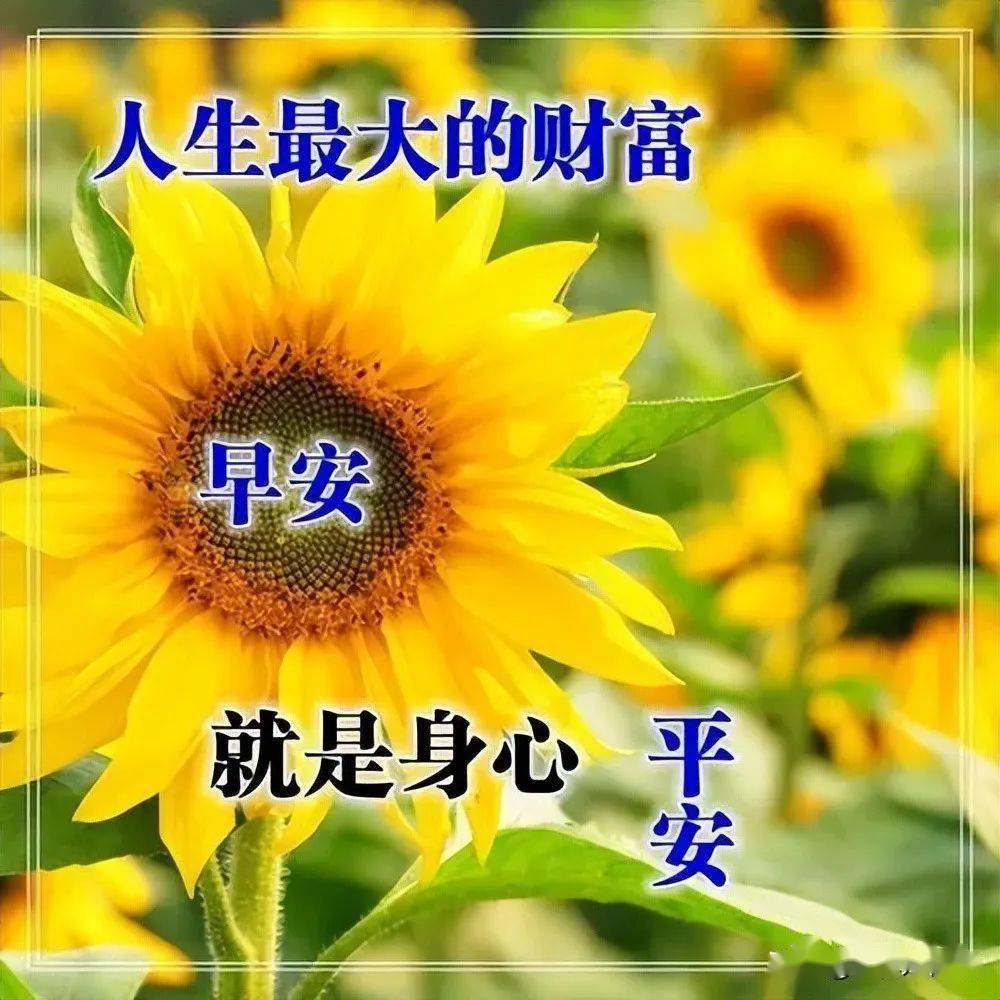 最新早上好表情問候大全吉祥好運送給你