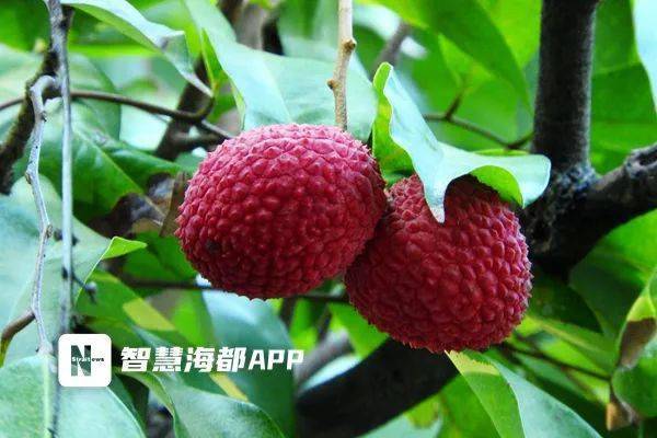 生态文化 | 千年流转宋荔又红，来听听西禅寺古荔树的“前世今生”……_荔枝_福州_福建省
