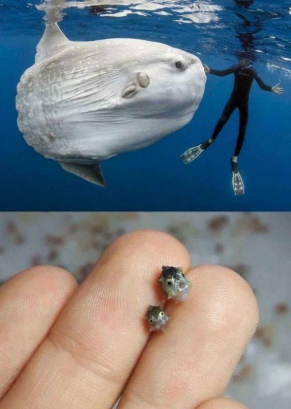 未知海洋!坐在水下深渊感受来自深海生物的凝望_世界_眼睛_鲨鱼