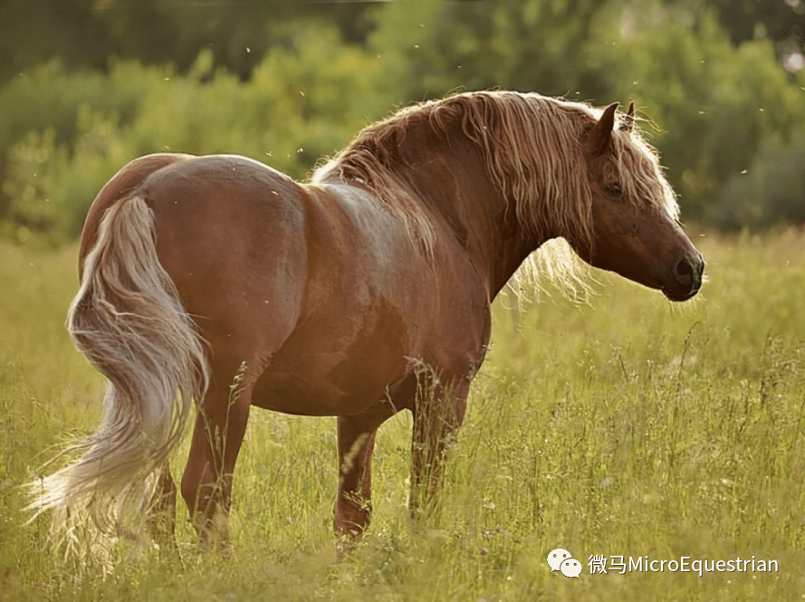 苏联重挽马sovietheavydraft