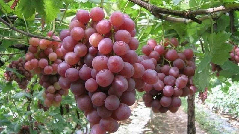 贵州金沙： 精品葡萄成熟季 果香四溢引客来