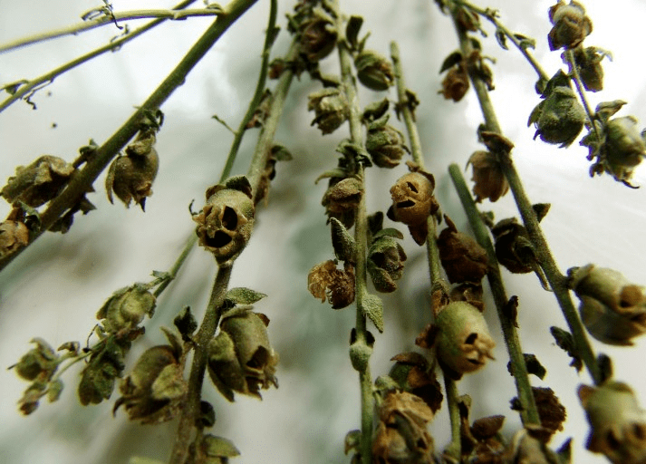 胆小勿进 能吓哭人的植物