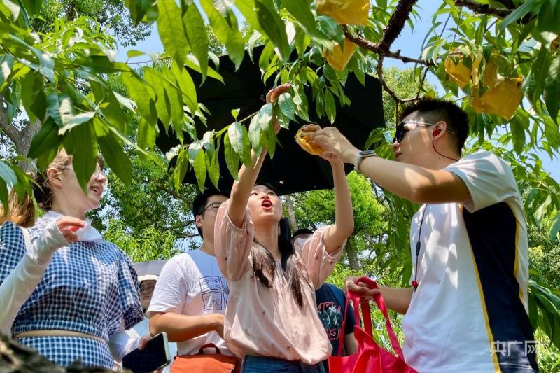 做一回甜蜜“代言人” 外国学生邂逅宁波奉化桃花源