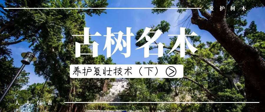 古树名木养护复壮技术(下)_营养_方式并_树木