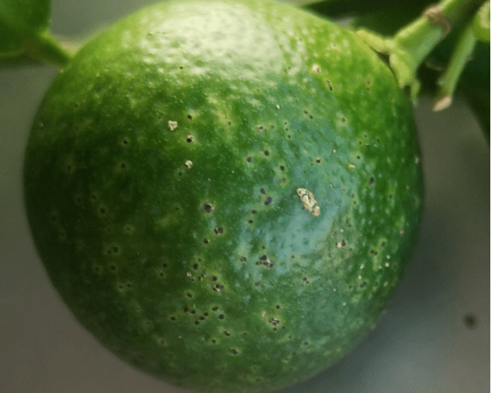 柑橘果子上的小黑点是什么蚧壳虫还是沙皮病如何区分