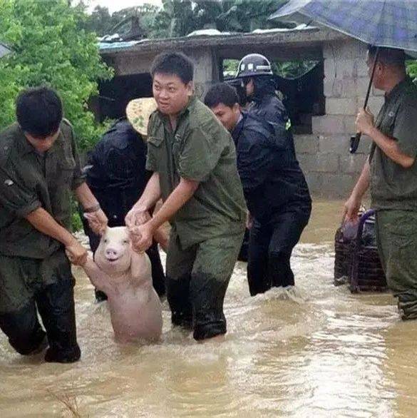 谁还敢说猪笨？河南暴雨成灾，30多头猪一窝蜂爬上床躲洪水，主人急得直跳脚 邓先生 生活 养殖业