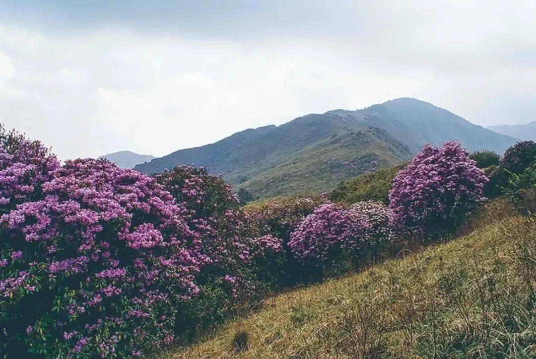 文旅招商永德县大雪山乡大平掌自然村光伏旅游自驾车露营地建设项目