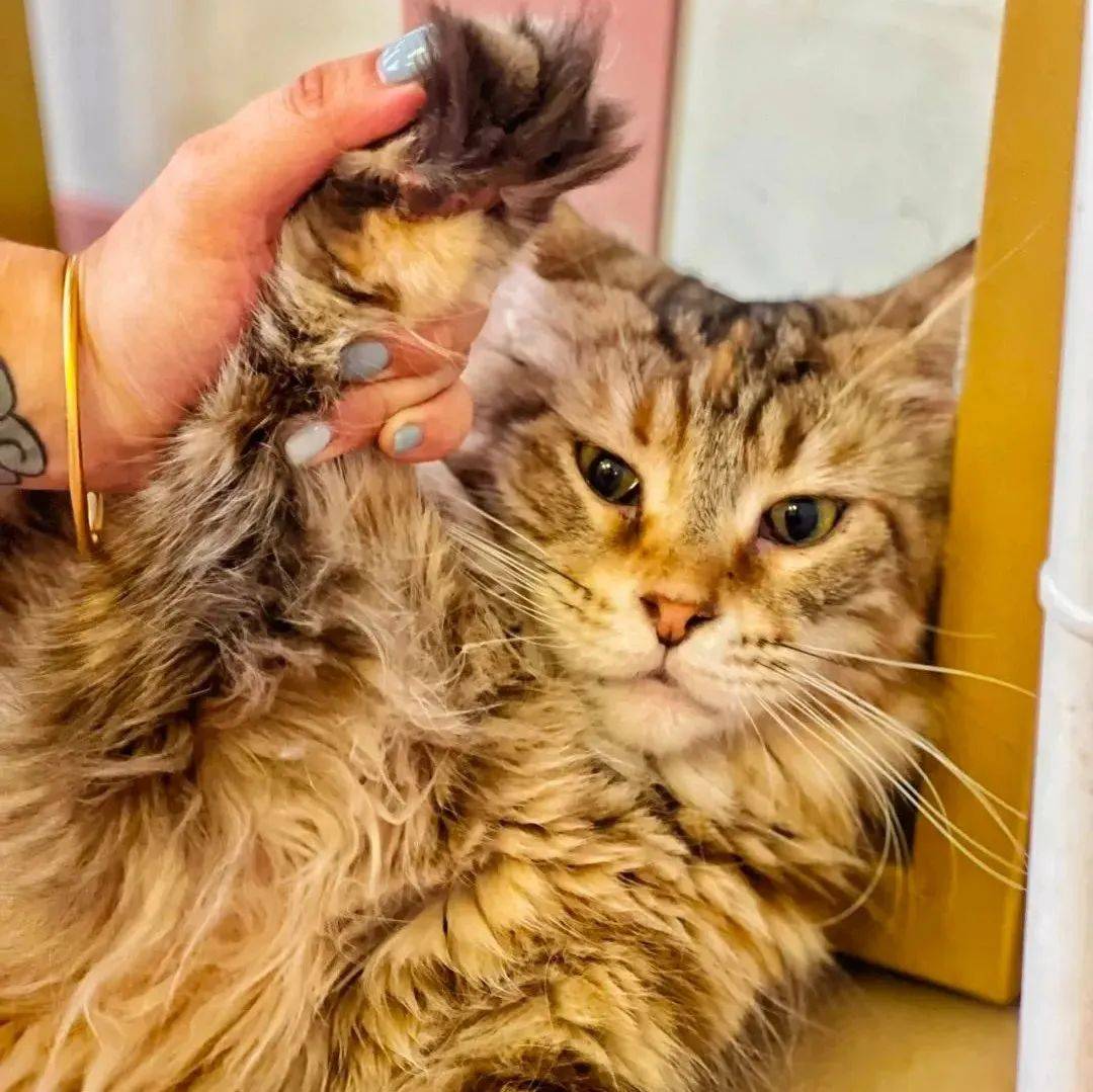 谁能拒绝软fufu的猫咪呢？39.9元叹双人撸猫下午餐套餐！快来度过一个治愈的周末吧！_鸡蛋仔_times_店里