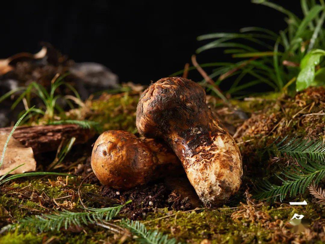 松茸,又名松口蘑,松蘑,是一种珍稀名贵的天然食用菌.