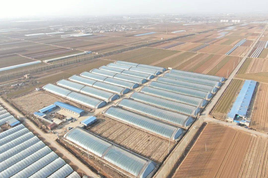 肥城市王庄镇中于村支部领办合作社擘画富民新画卷