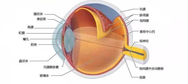 眼前节是什么?_检查_结膜_角膜