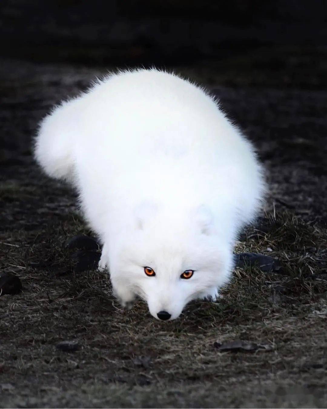 美丽而稀少的白化动物