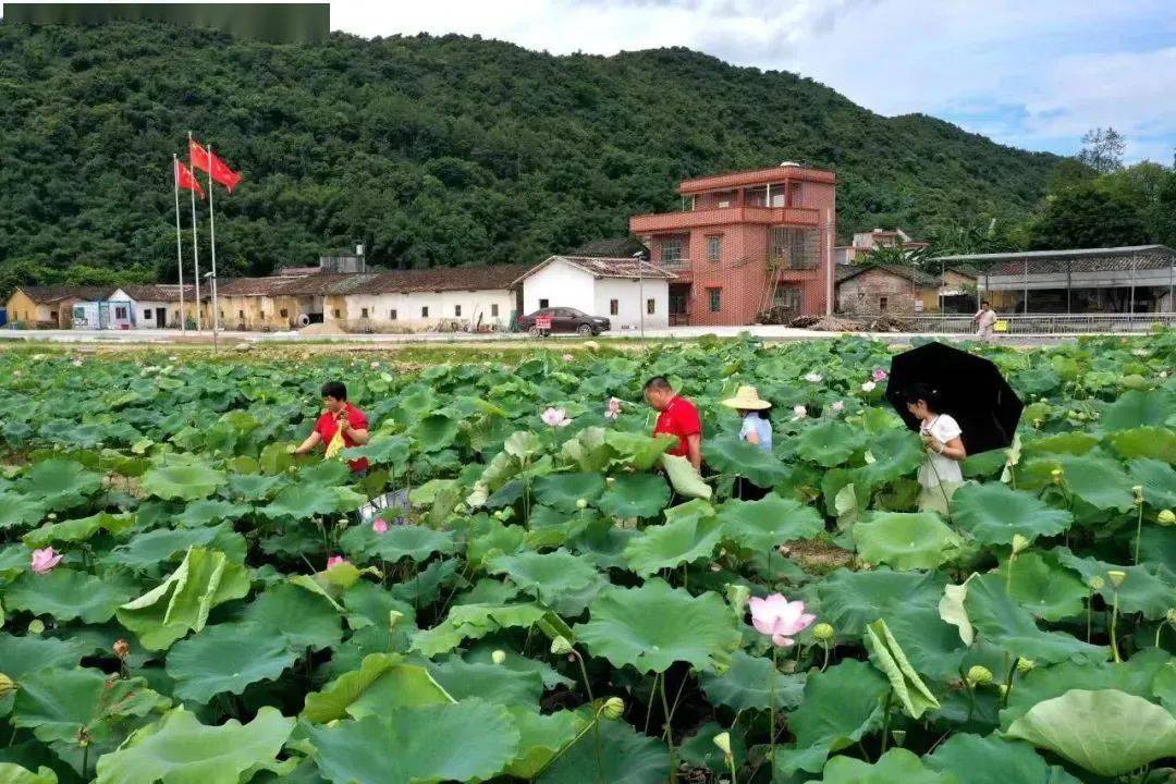 生態禾寨位於英紅鎮水頭村委,禾寨是老地名,現有謝屋和鍾屋兩條