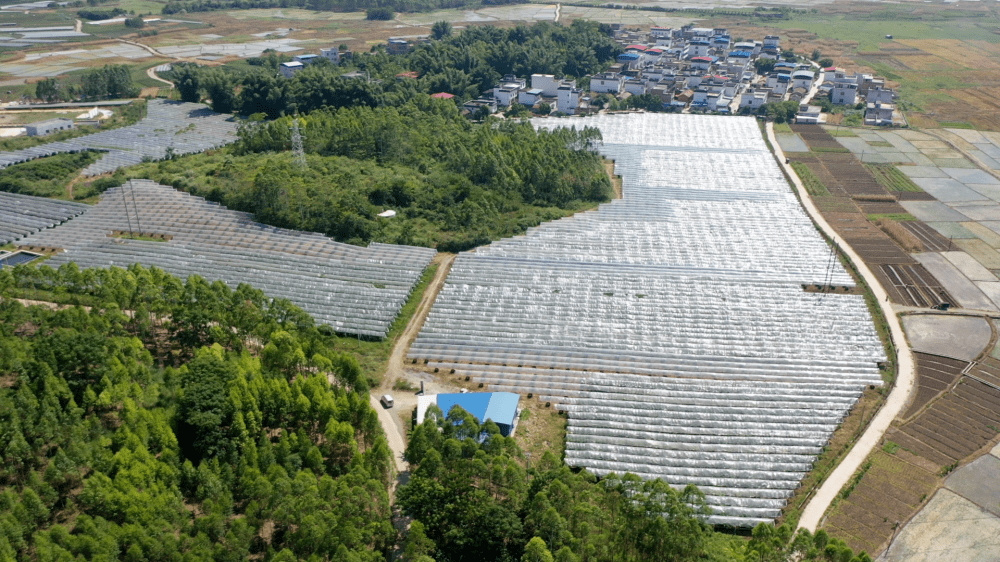 颗颗饱满果汁丰盈爽口宾阳和吉镇阳光玫瑰葡萄甜蜜上市