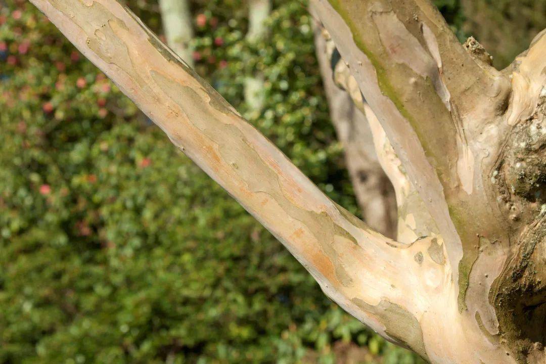 (三十七 )】路人最喜欢骚扰的植物-紫薇_种植_奉贤区_树皮